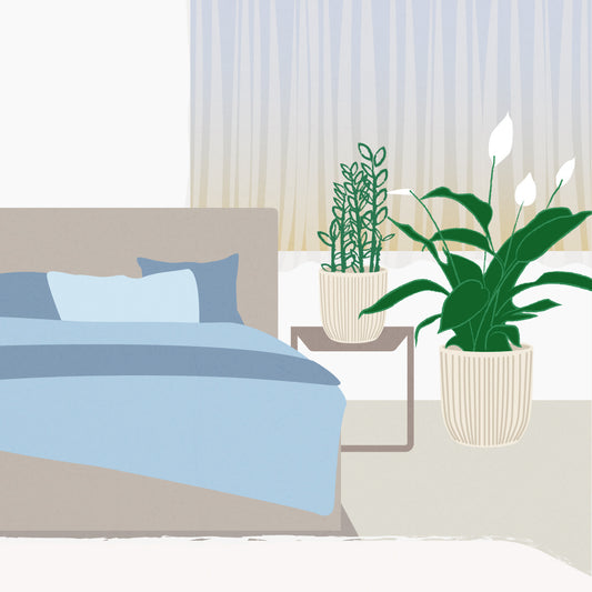 The Best Indoor Plants for Every Room in Your Home