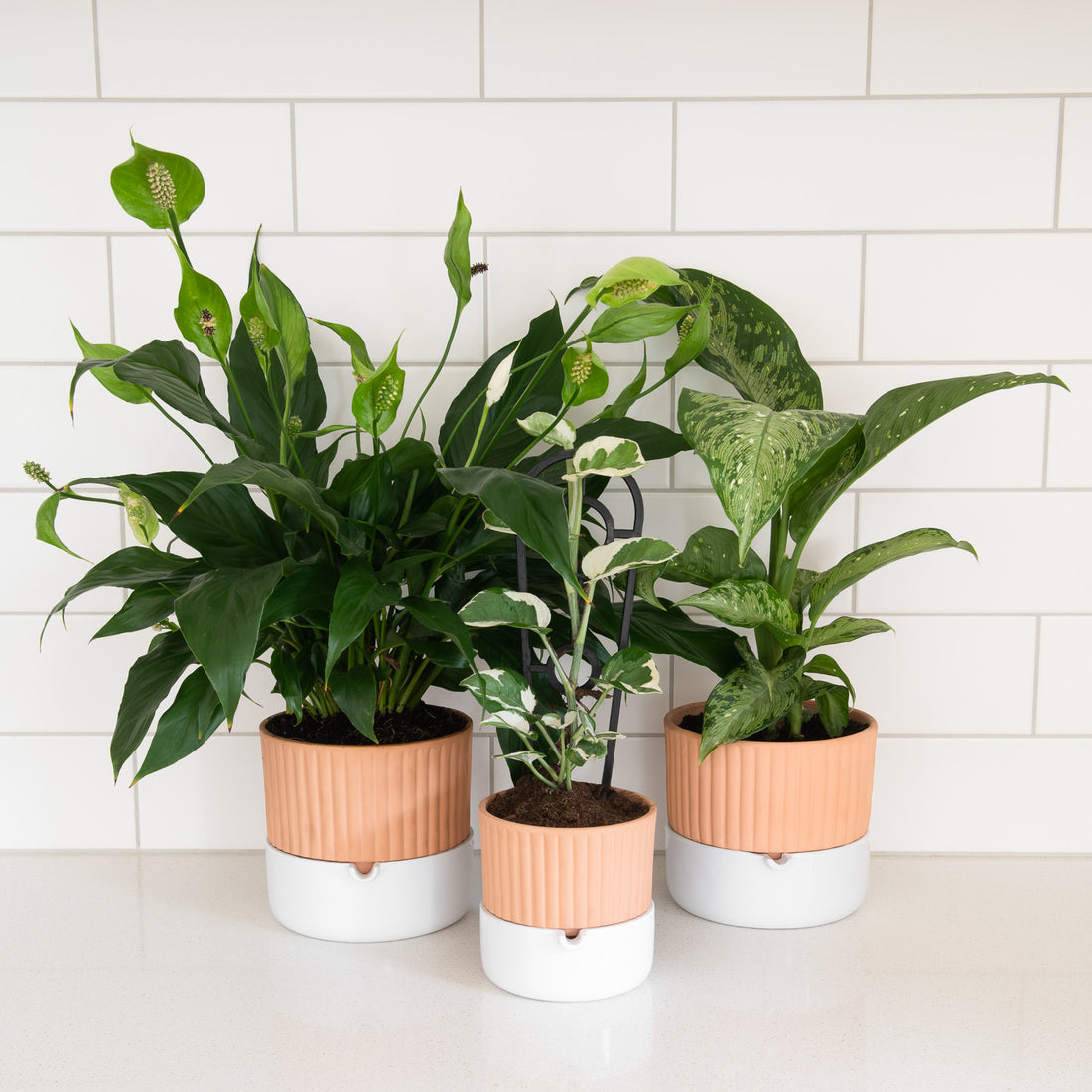 Create a stylish self-watering display