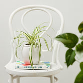 Granada Self-Watering Pot