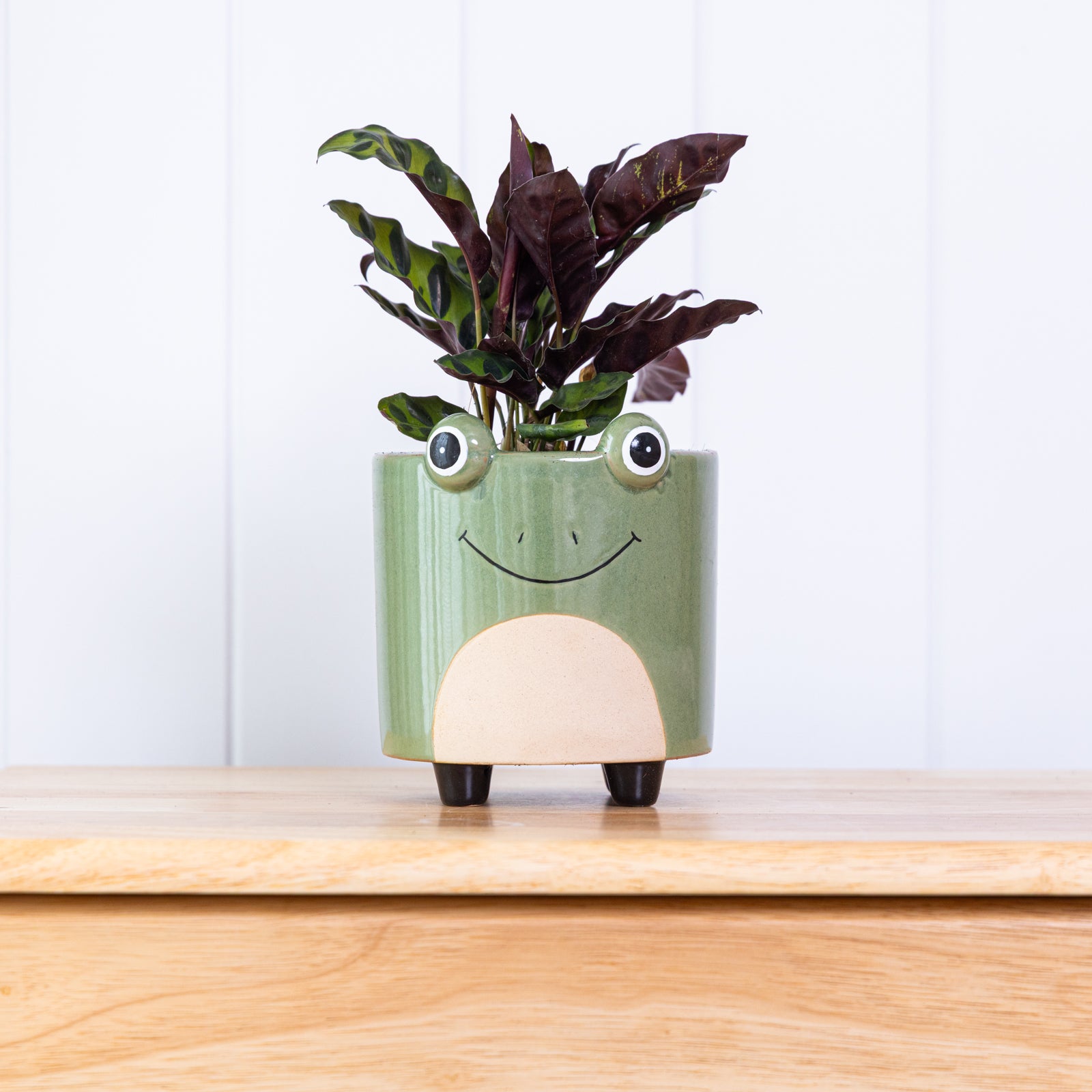frog pot plant Frog Ornamental Animal Pot with Feet – Northcote Pottery