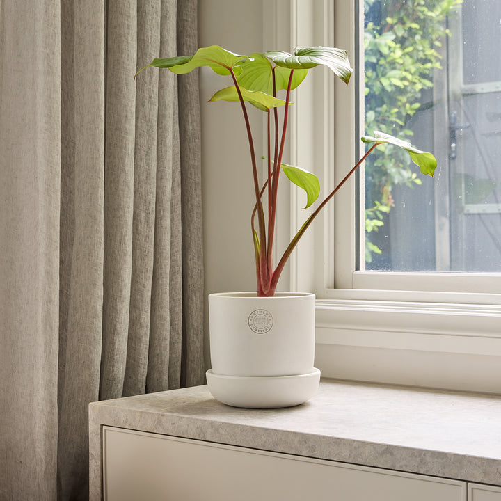 Hana Egg Pot with Saucer