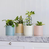 Bella Cylinder Pot