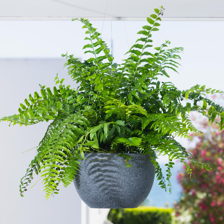 Alder Hanging Pot