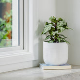 Aura Egg Pot