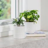 Summer Egg Pot
