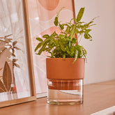 Auden Self-Watering Pot