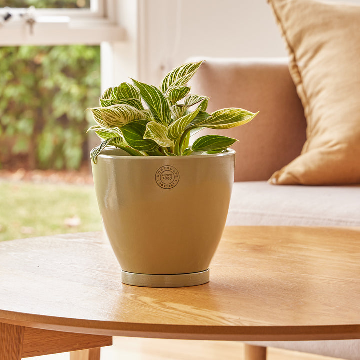 Tass Egg Pot with Saucer