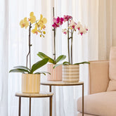 Harmony Cylinder Pot