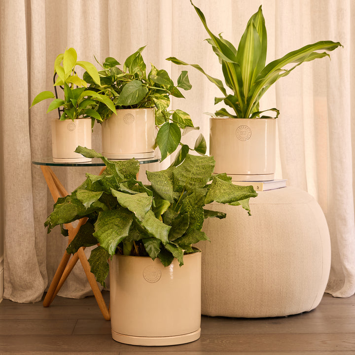 Stipple Cylinder Pot