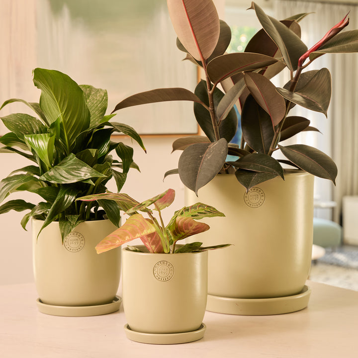 Jess Egg Pot with Saucer