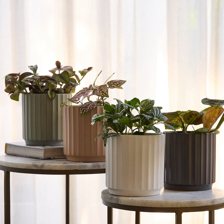Cedar Tapered Cylinder Pot