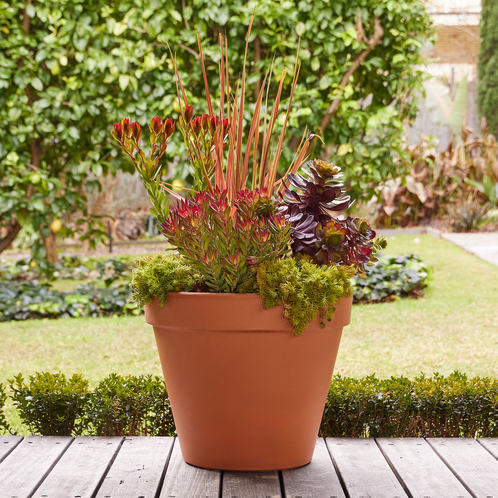 succulents terracotta pots Italian Terracotta Pot – Northcote Pottery