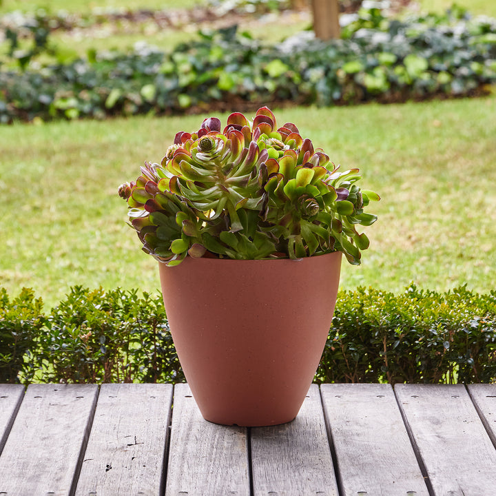 Self-Watering Egg Pot