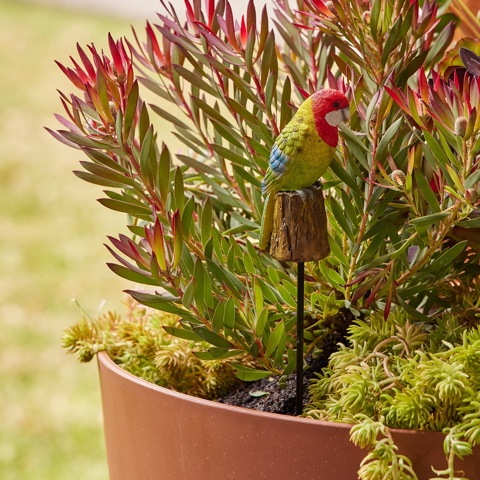 growing rosella plants in pots Rosella Garden Stake – Northcote Pottery