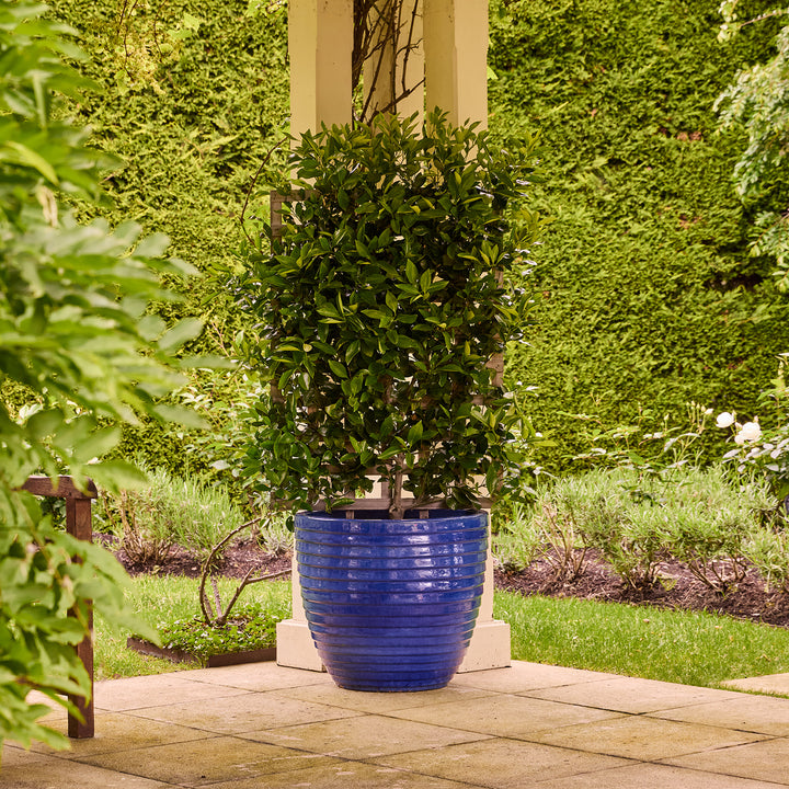 Lennox Egg Pot