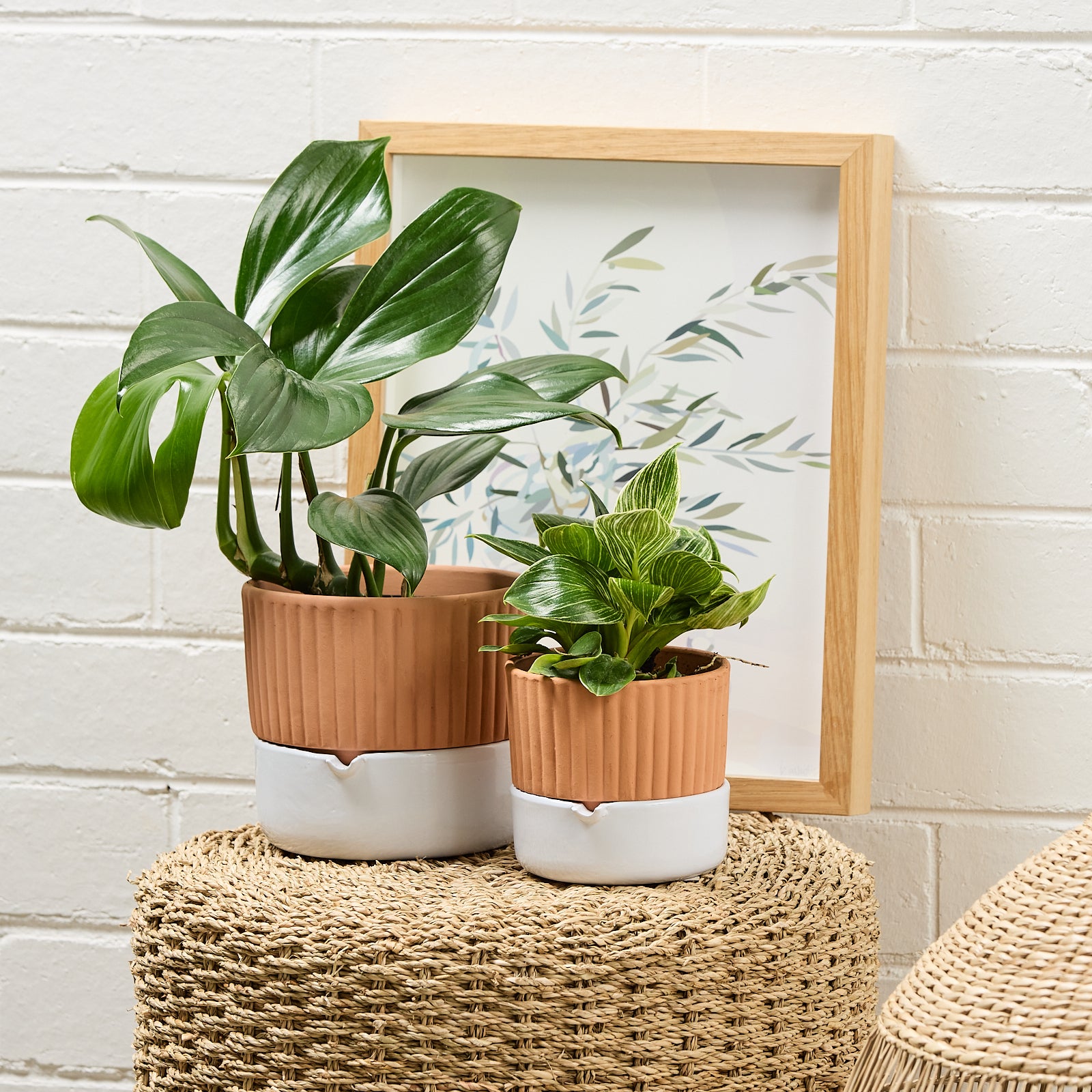 self-watering pots for indoor plants Ribbed Self-Watering Indoor Terracota Pot – Northcote Pottery