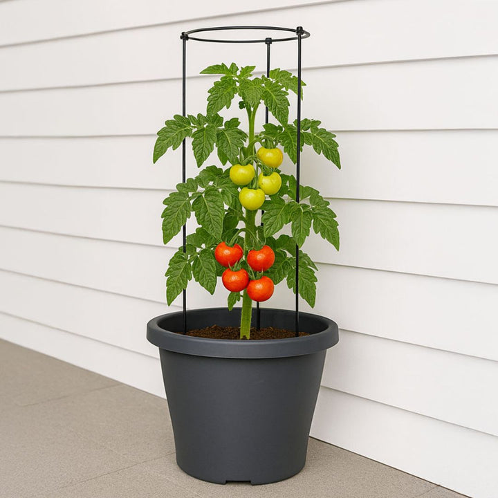 Tomato Round Planter with Trellis