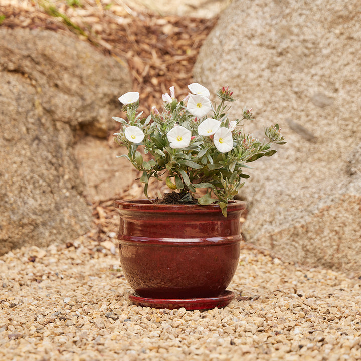 Belly Pot with saucer