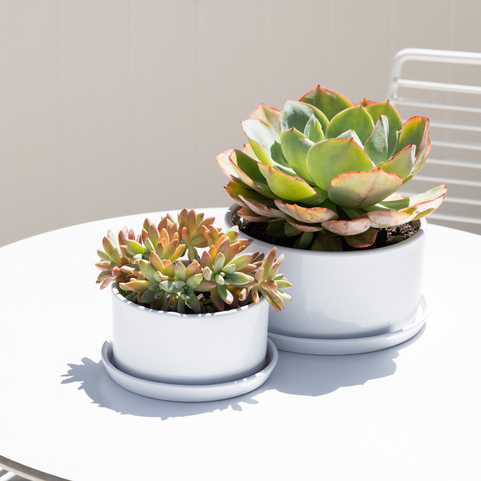 white succulent pots Ava Succulent Round Pot with Saucer – Northcote Pottery