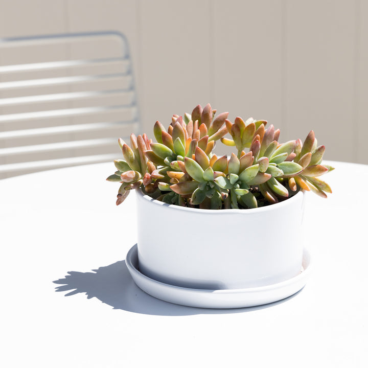 Ava Succulent Round Pot with Saucer