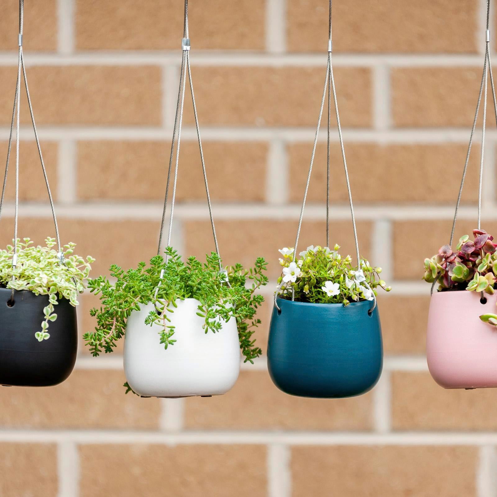 hanging lily plant Lily Hanging Basket – Northcote Pottery
