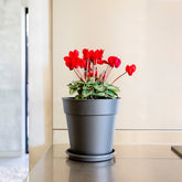 Madagascar Round Pot