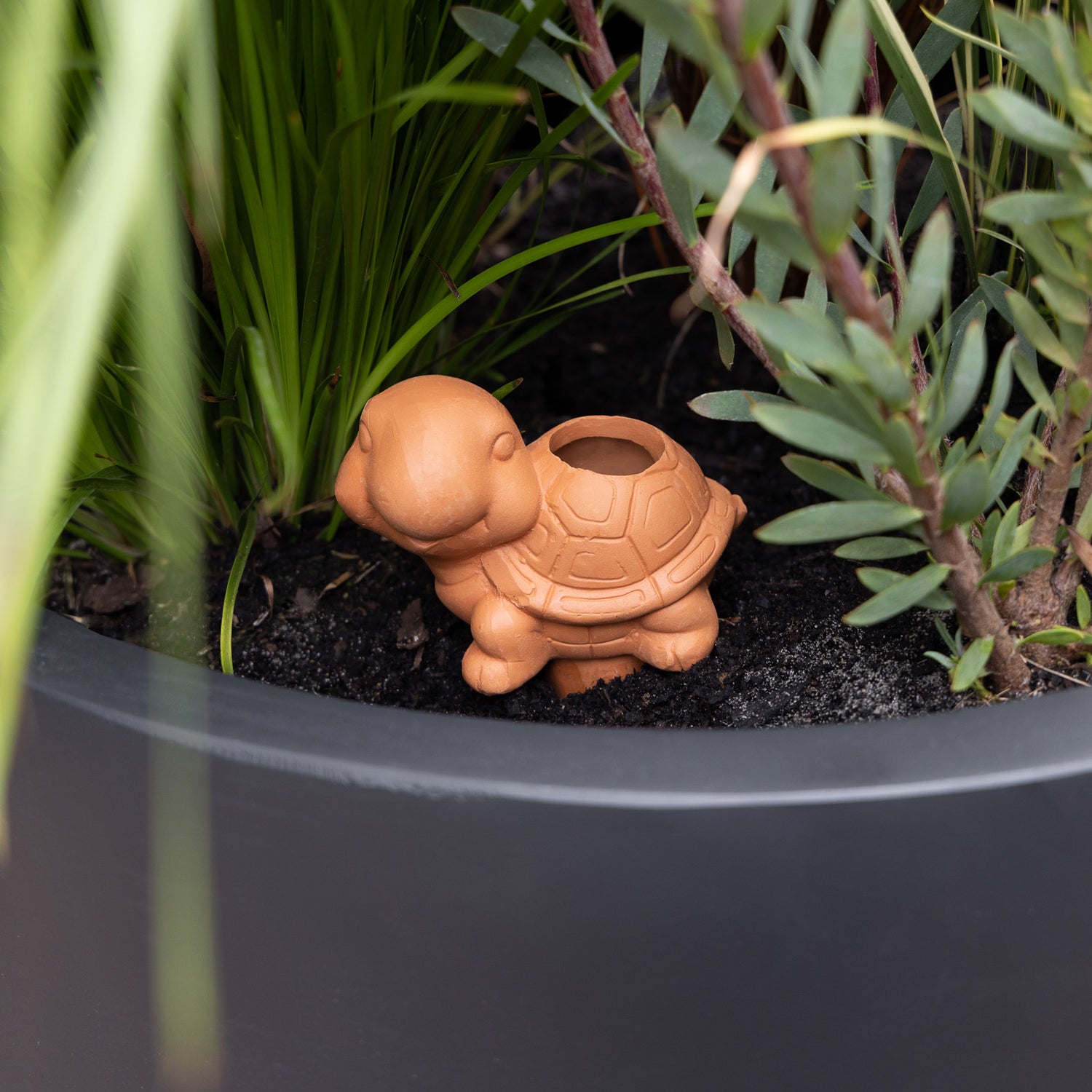 Terracotta Self-Watering Turtle