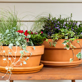 Italian Terracotta Super Bloomer Pot