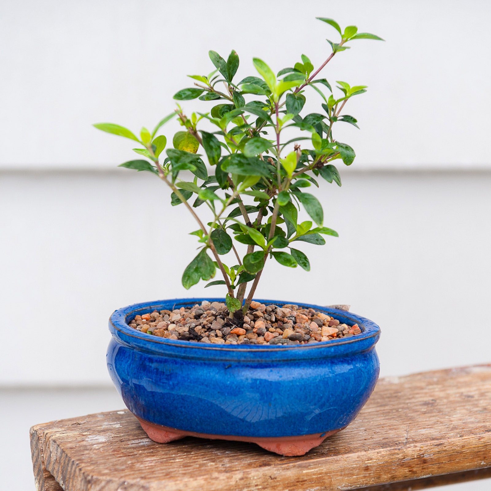 pots for bonsai trees Izumi Bonsai Oval Pot – Northcote Pottery