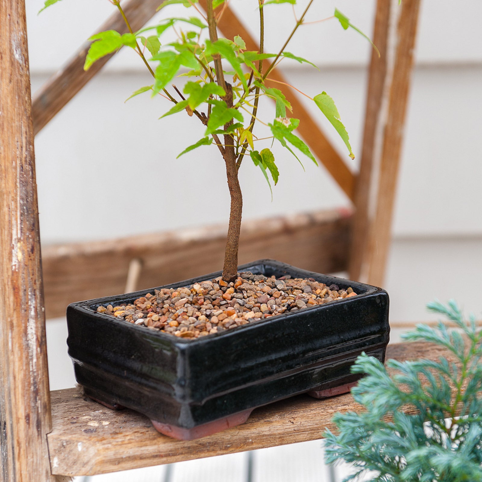 bonsai tree plant pot Modan Bonsai Rectangle Planter – Northcote Pottery