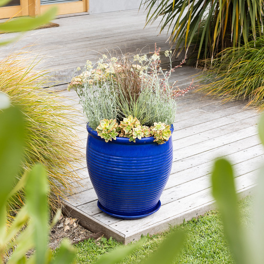 Introduce a Splash of Colour with this Eye-Catching Potted Combo