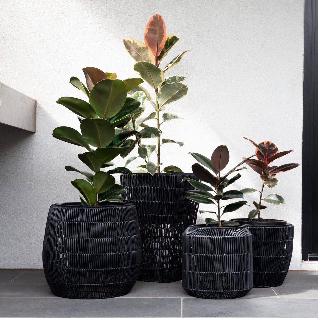 How to Create a Ficus Family Potted Combo