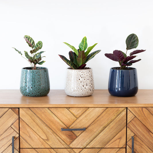 How to create a pretty potted trio