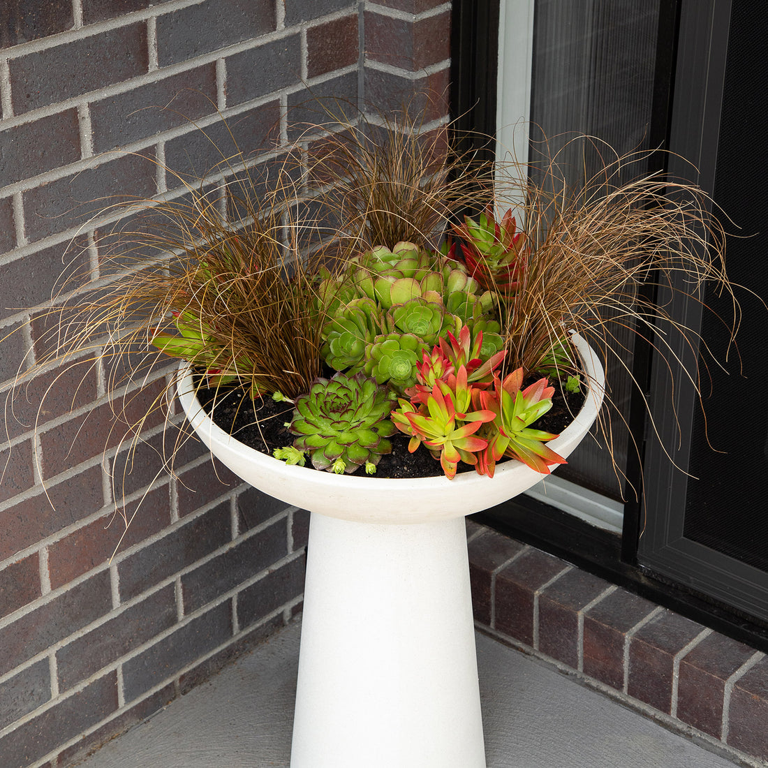 Turn your bird bath into a stunning potted feature