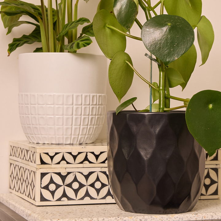 Ardsley Egg Pot