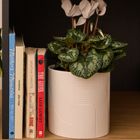 Axton Cylinder Pot