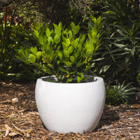 Precinct Lite Moon Pot