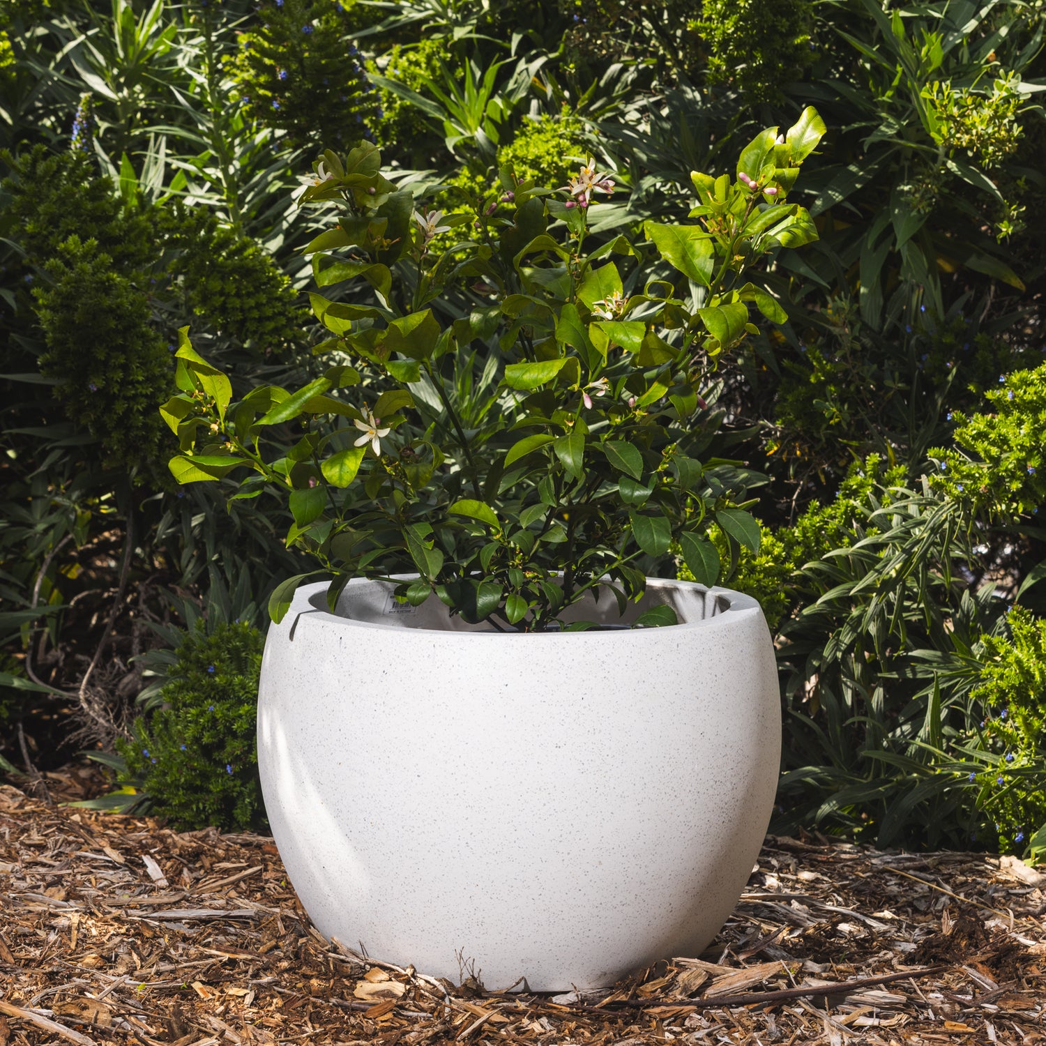 Precinct Lite Moon Pot