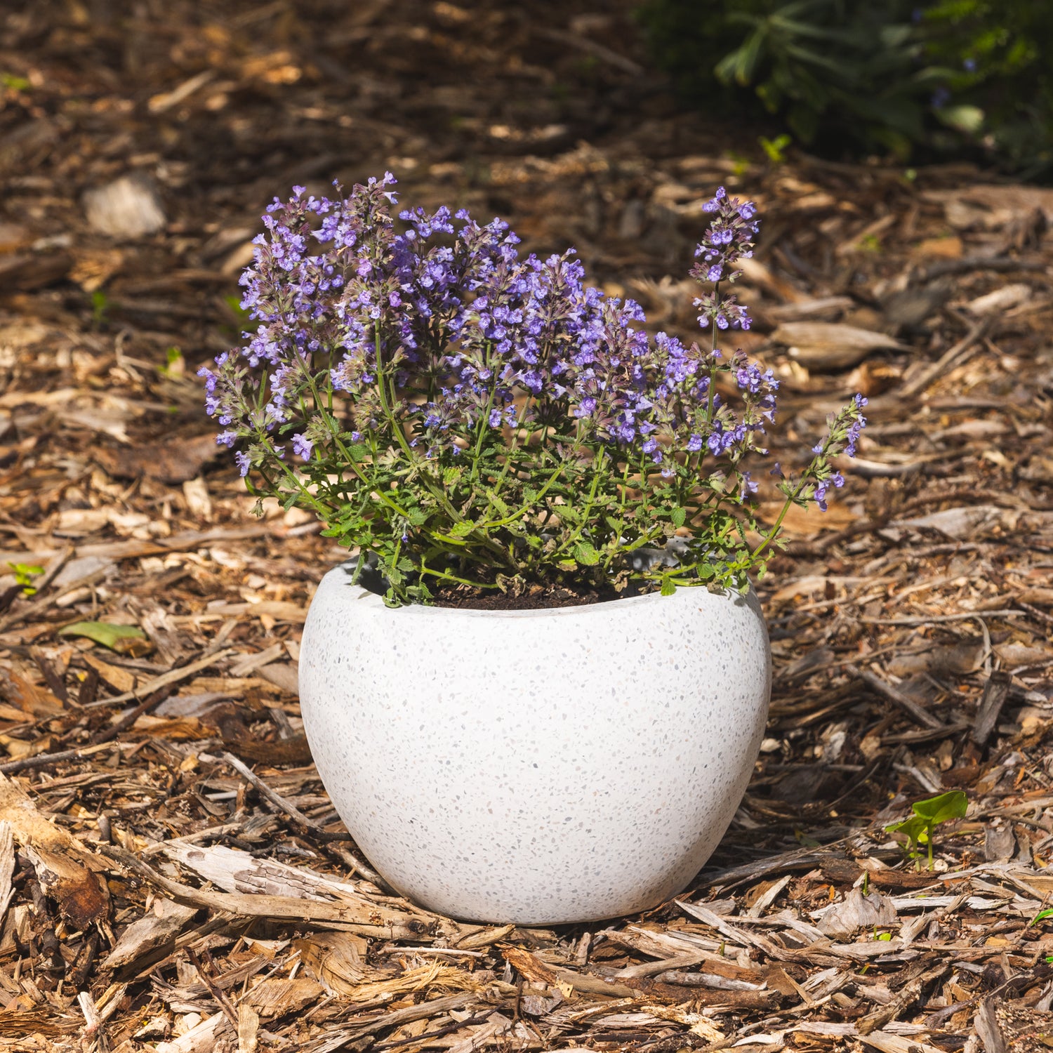 Precinct Lite Moon Pot