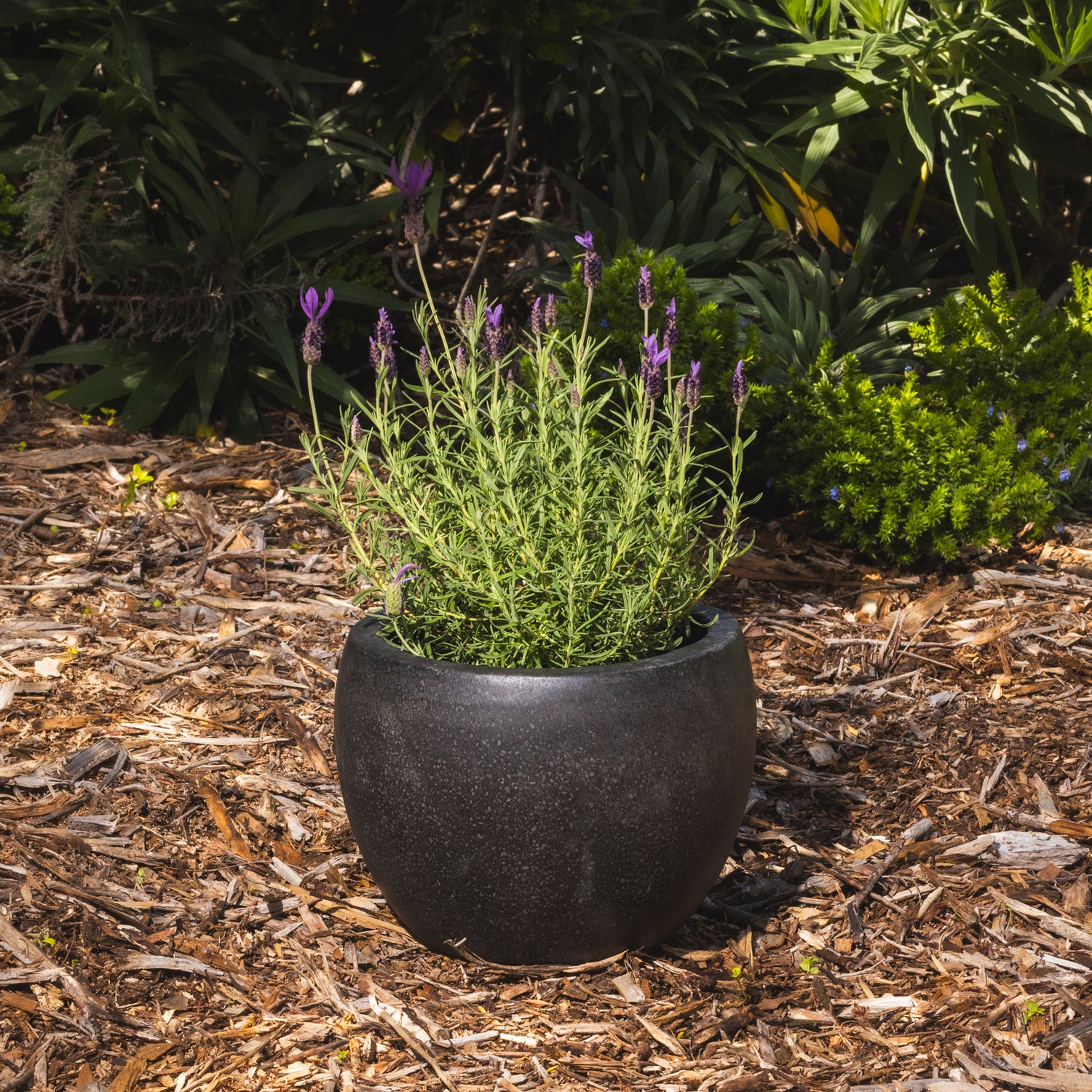 Precinct Lite Moon Pot