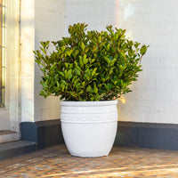 Studded Glazed Pot