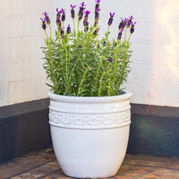 Studded Glazed Pot