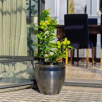 Holland Glazed Terracotta Planter