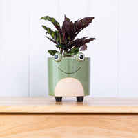 Frog Ornamental Animal Pot with Feet