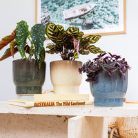 Ombre Pedestal Pot