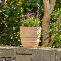 Cordia Terracotta Egg Pot
