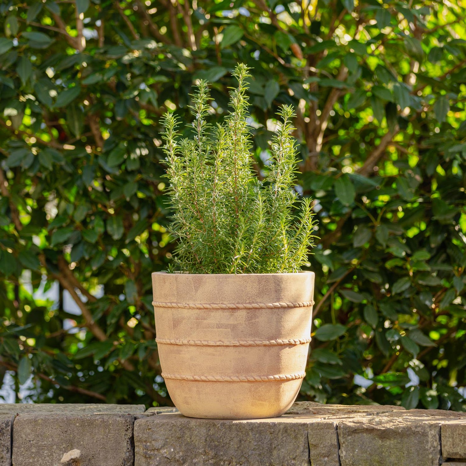 Cordia Terracotta Egg Pot