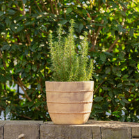 Cordia Terracotta Egg Pot