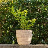 Cordia Terracotta Egg Pot