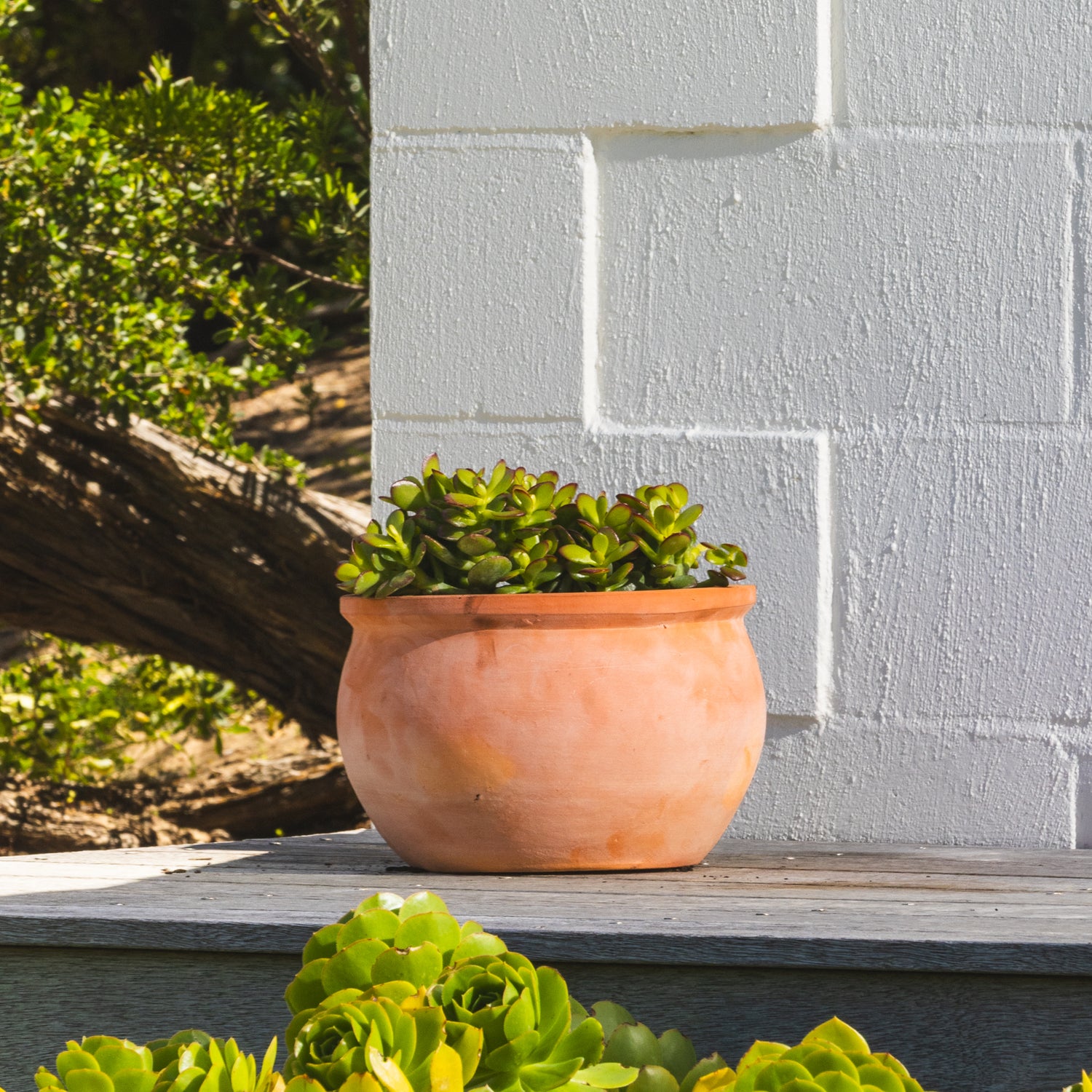 Figo Terracotta Bowl Planter